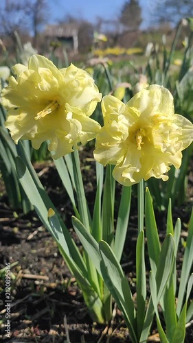 White yellow blooming daffodils flowers growing in ground on background of green leaves, grass, flowers, blue sky on sunny spring day. Flowers petals inflorescence. Bulbous perennial Vertical