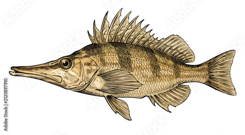 Bild auf Leinwand Detailed illustration of a perch fish with spiny dorsal fin