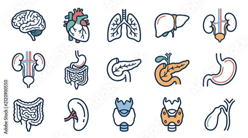 Bild auf Leinwand Colorful Illustrated Human Organ Collection.