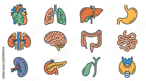 Fotografía Colorful Illustrated Human Organ Collection Flat Design.