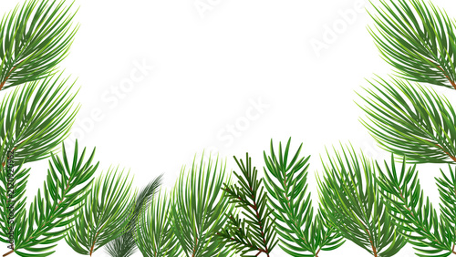 Evergreen pine branches frame on transparent background
