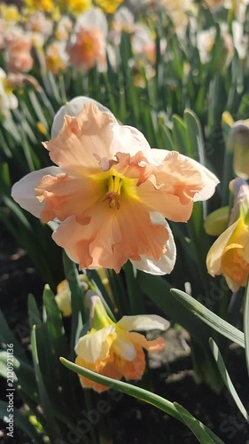 White pink orange blooming daffodils flowers growing in ground on background of green leaves and flowers on sunny spring day. Flowers narcissus with petals inflorescence. Bulbous perennial Vertical