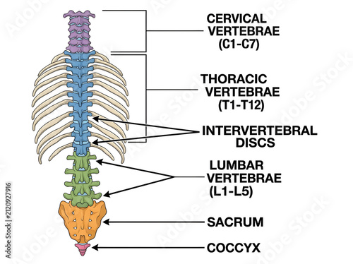 Obraz na płótnie Human spine anatomy diagram with labeled vertebrae sections isolated on white ba