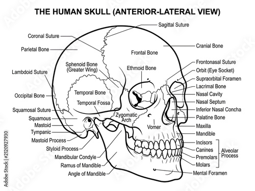фотографія Anatomical diagram of human skull with labeled bones isolated on white backgroun