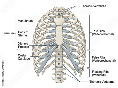 фотографія Human rib cage and sternum anatomical diagram with vertebrae isolated on white b