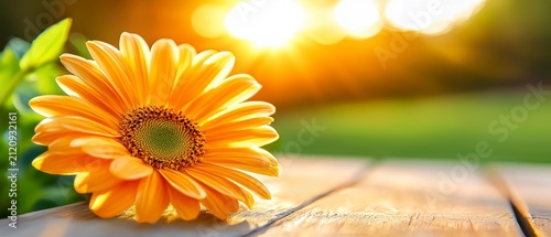 Vibrant Orange Gerbera Daisy on Wooden Table at Golden Sunset