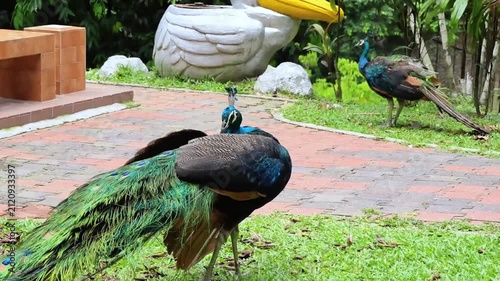 indian peafowl natural habitat, adult blue peacock preening across the molting peacock shaking its feather