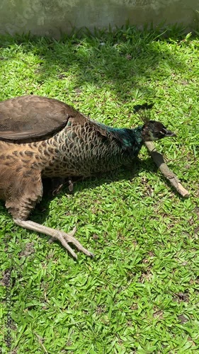 female indian peafowl sunbathing and resting on the grass, peahen routine in the afternoon in the park