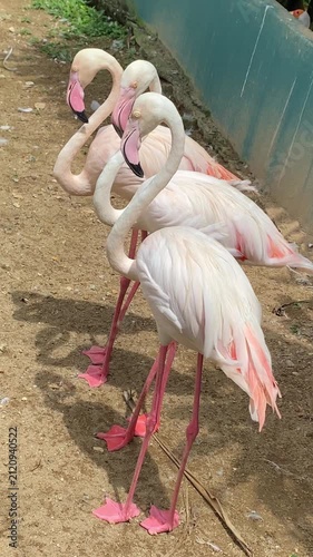 three pink flamingo standing side by side in a bird park, goose sound in the background, flamboyance in its natural habitat