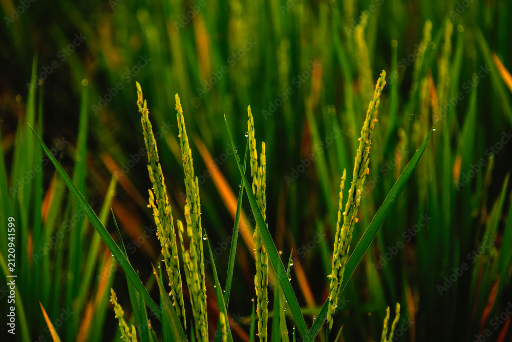 Obraz premium Close up of young green rice plants ears with dew drops in field at sunset, agricultural crop growth detail photo.