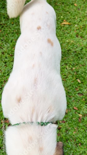 portrait of dog sniffing on the grass from the top, high angle