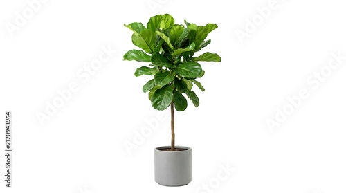 A green fiddle leaf fig plant in a gray ceramic pot for home decor isolated on transparent background