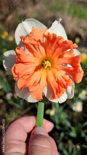 White orange blooming daffodils flowers in hand on background of greenery with flowers on sunny spring day. Blooming narcissus flowers with petals in inflorescence. Bulbous perennial flowers. Vertical