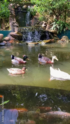 ducks swimming in the water, group of duck and kois in the pond in the afternoon