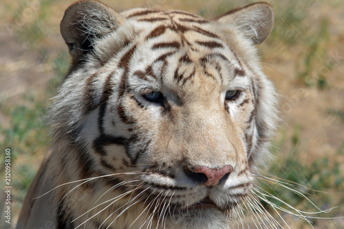 Canvas Print White Tiger in the forest
