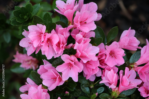 Close-up of bright pink azalea blossoms blooming in dense clusters among dark green foliage