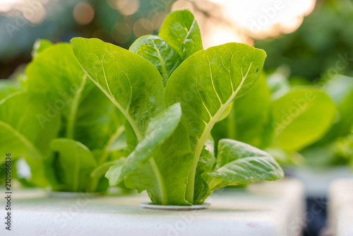 Fresh Hydroponic Romaine Lettuce Growing at Sunset in Hydroponic Farm