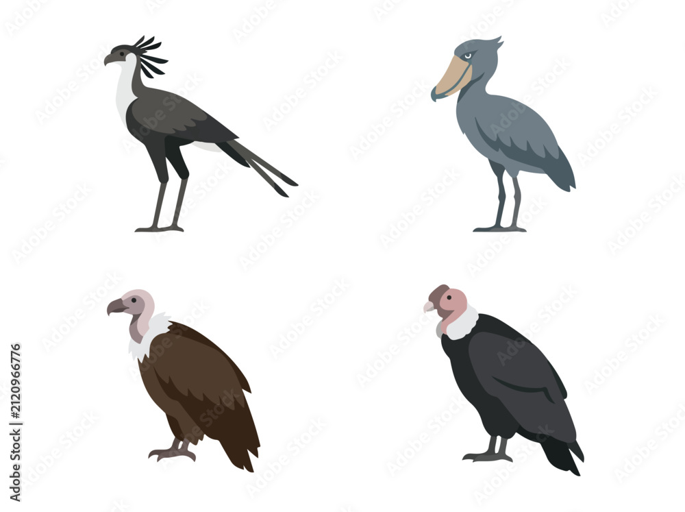 Obraz premium Collection of four realistic illustrations of different types of birds including a black stork, a heron, a vulture