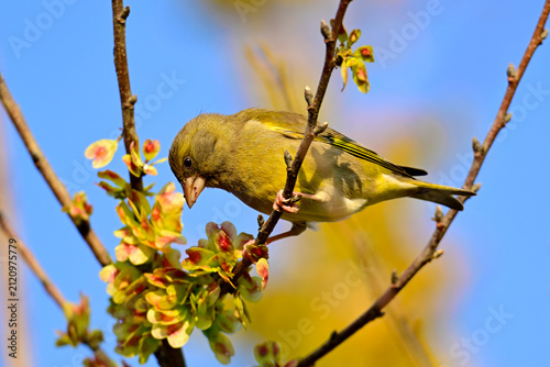 Фотография Grünfink (Chloris chloris) frisst die Früchte einer Ulme (Ulmus cf