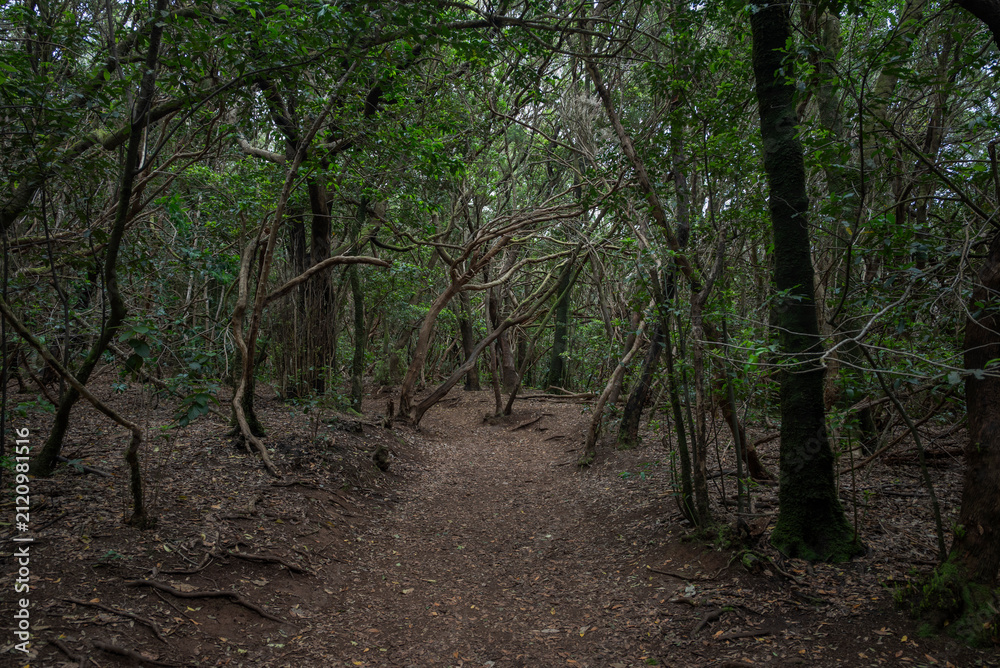 Fototapeta premium Dense laurel forest in Anaga Rural Park, Tenerife, Spain, with twisted moss-covered branches and lush green vegetation creating a mystical, ancient atmosphere