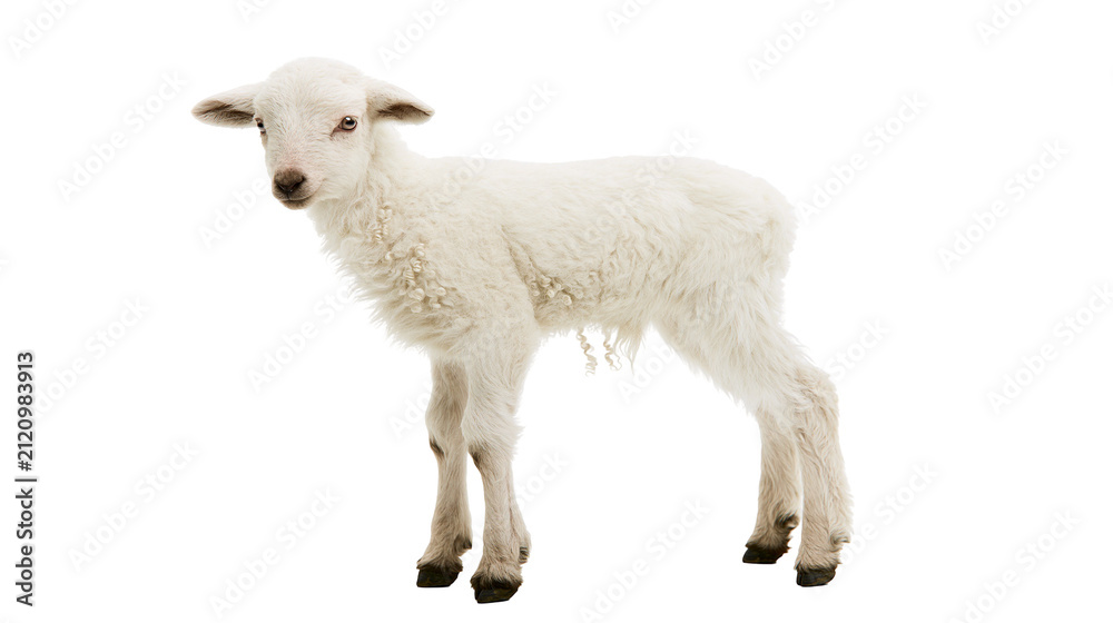 Fototapeta premium Fluffy white lamb standing curiously, isolated on transparent background