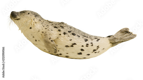 Foto Spotted seal with wet fur, isolated on transparent background