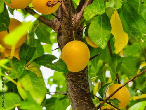 Obraz na płótnie Single ripe yellow plum hanging on tree trunk with green leaves