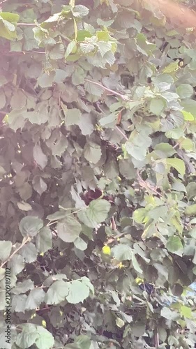 Close-up view of a brown squirrel climbing a hazel tree while cracking hazelnuts in its natural forest habitat. The image captures wildlife behavior, the beauty of Czech nature