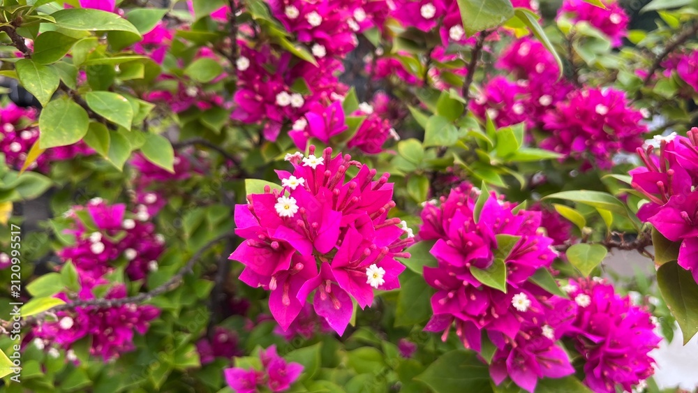 Fototapeta premium pink flowers in the garden