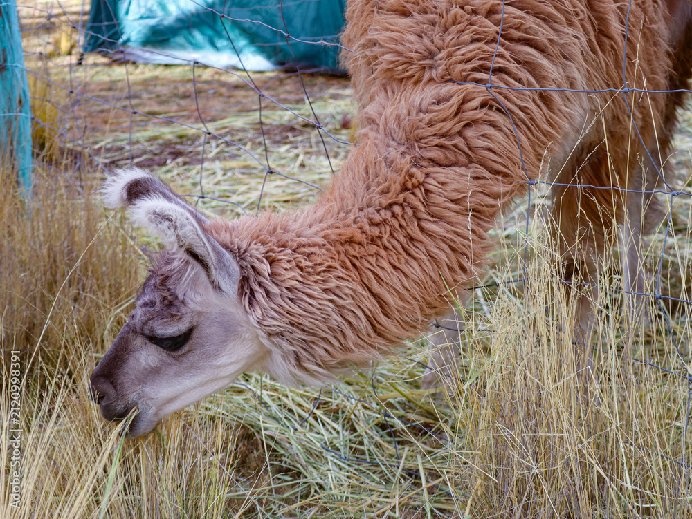 Naklejka premium Llama Grazing on Dry Grass with Its Long Neck and Wavy Fleece