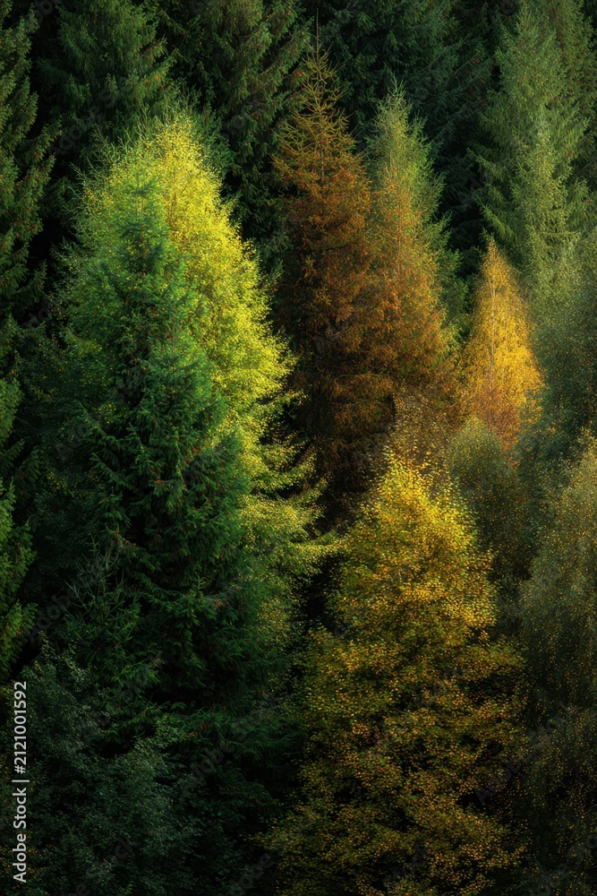 Obraz premium Transition between summer and autumn shown in a forest with trees changing colors in a natural landscape