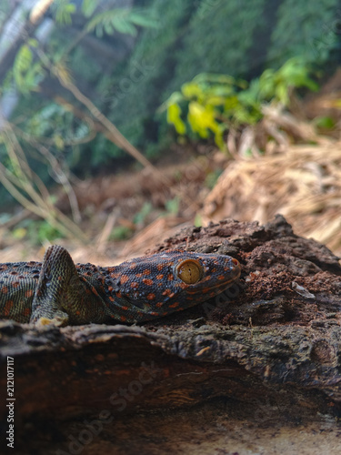 Cuadro en lienzo Macro profile shot of a Tokay gecko resting on a tree trunk in natural outdoor environment
