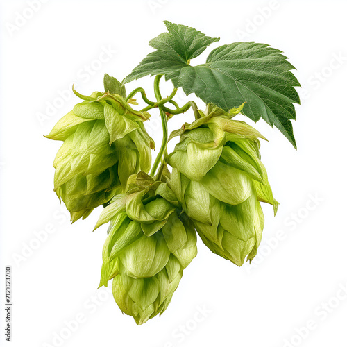 Fresh green hop cones with leaves. Organic brewing ingredient for craft beer production.