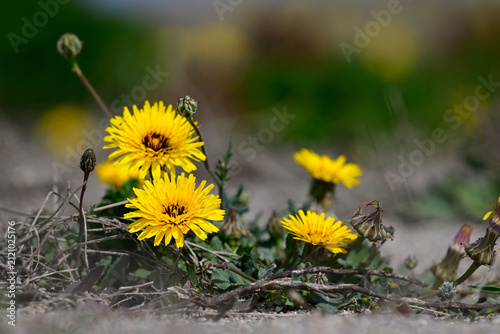 Tanger-Reichardie // False sowthistle (Reichardia tingitana) - Cabo de Gata, Spanien