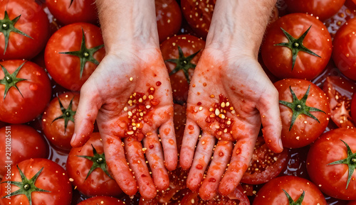 Artistic overhead shot of two hands emerging from a pile of crushed tomatoes, palms covered with tomato juice and seeds, surrounded by endless smashed tomatoes from La Tomatina festival