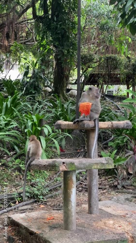 hungry monkeys in the park, monkey climbing down to eat, adult monkey eating papaya on rock table in the afternoon