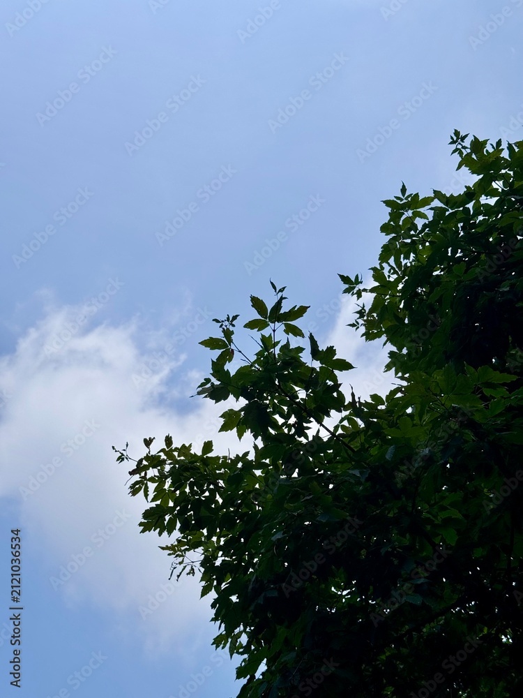 Fototapeta premium The blue sky with cloud and tree