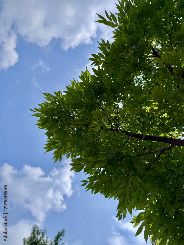 Fototapeta premium The blue sky with cloud and tree