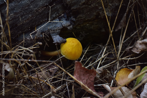 Принти на полотні Small yellow mushroom (possibly Lion shield) growing from under a rotting tree t