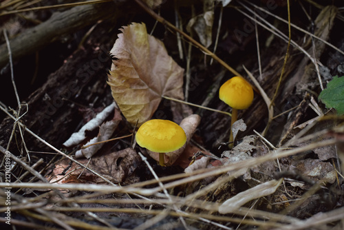 Cuadro en lienzo Lion shield mushrooms on the forest ground