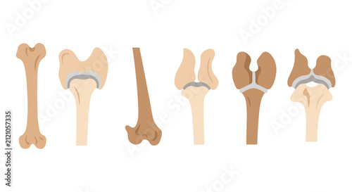 Foto Evolution of the Human Hand Bone Structure from Primitive to Modern Anatomy