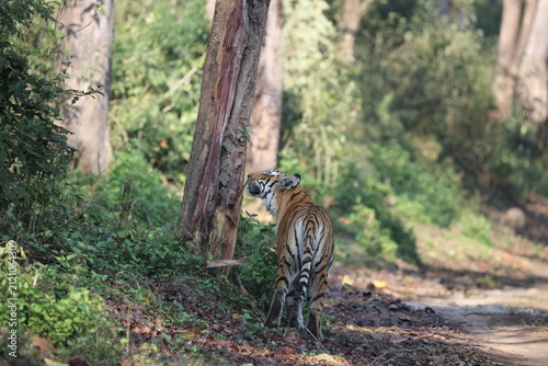 фотографія Bengal tiger is a population of the Panthera tigris tigris subspecies