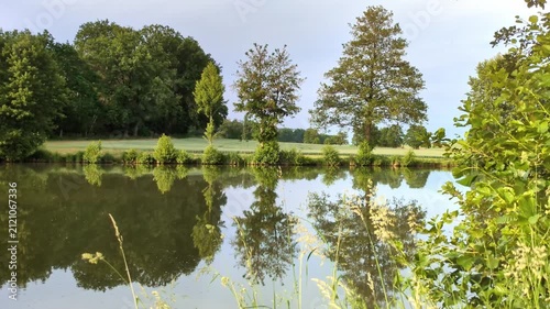 serene pond reflections mirror tall trees and lush greenery in calm summer landscape