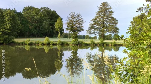 serene pond reflections peaceful waterside trees mirror lake surface greenery tranquil summer landscape