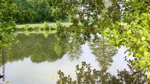 serene pond reflections mirror lush green trees overhanging canopy water surface peaceful nature scene outdoor landscape background