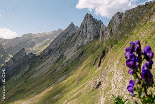 Konstfotografi swiss mountain landscape with flowers