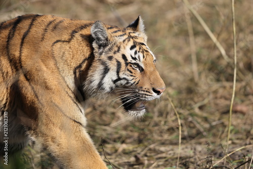 Photography Bengal tiger is a population of the Panthera tigris tigris subspecies