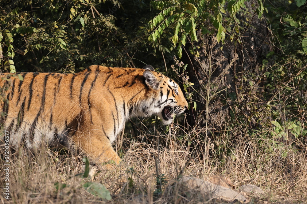 Obraz premium Bengal tiger is a population of the Panthera tigris tigris subspecies. It ranks among the largest of wild cats. It is distributed from India, southern Nepal, Bangladesh, Bhutan to Southwestern China.
