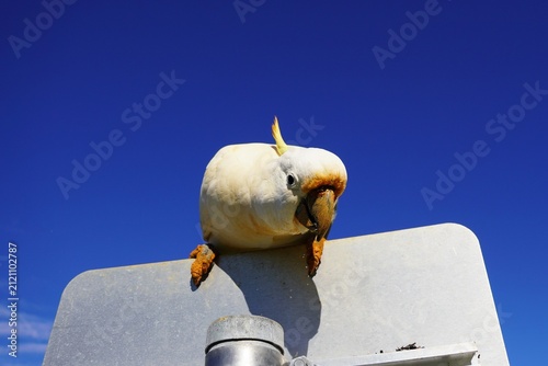Sulphur-Crested Cockatoo with dirty Beak and Dirty Feet against Blue Sky