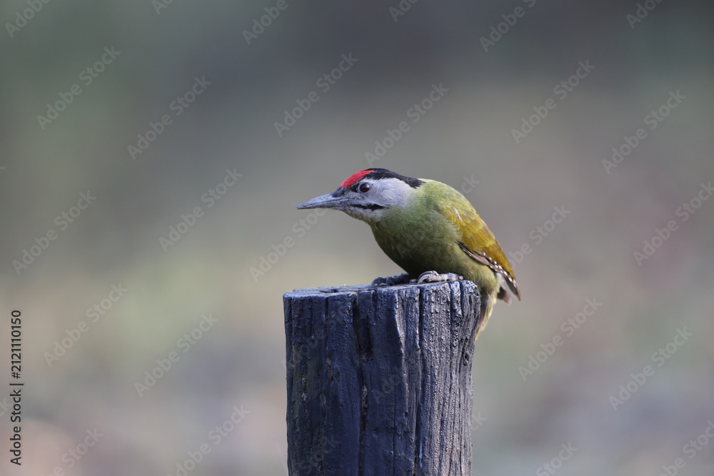 Fototapeta premium The grey-headed woodpecker (Picus canus hessei), also known as the grey-faced woodpecker, is a Eurasian member of the woodpecker family, Picidae. This photo was taken in North India.